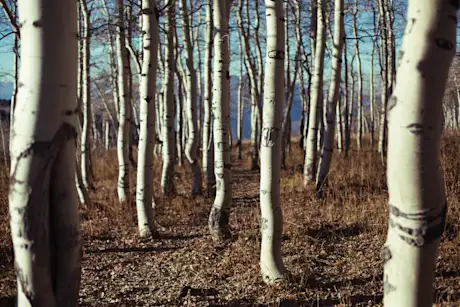 Aspen trees growing on Powder Mountain 