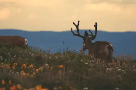 Wildlife 