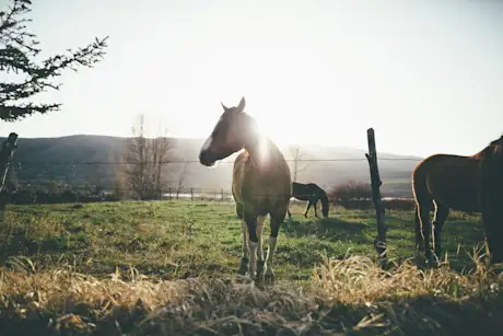 Horses at Powder Mountain 
