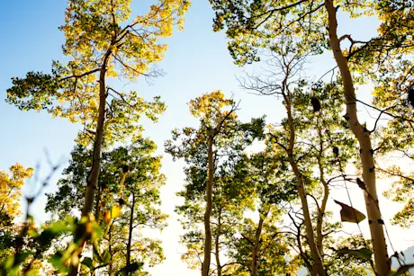Aspen trees growing on Powder Mountain 