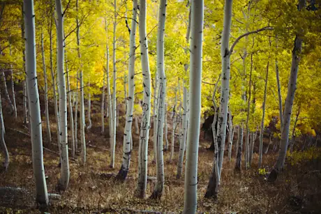 Aspen trees growing on Powder Mountain 